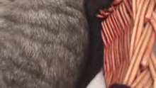 Sweetie's kittens in HD 2