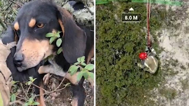 Bomberos de Tunja rescataron a una perrita que había caído a un risco de 30 metros de altura en Boyacá