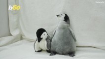 An Emperor Penguin Chick Gets Its Name After Thousands of Fans Cast Their Votes