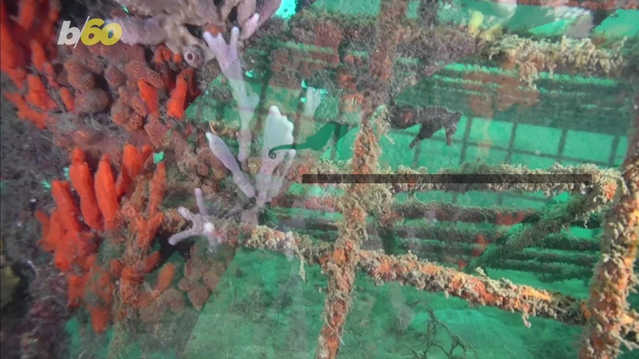 Introducing “Seahorse Hotels” — The Creative New Way Australia Is Helping Save Its Endangered Seahorses