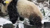 These Adorable Pandas Are Having the Best Snow Day Ever