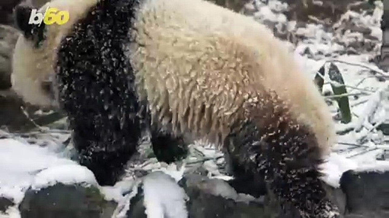These Adorable Pandas Are Having the Best Snow Day Ever