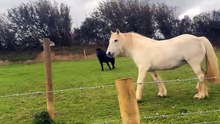 Young horses show off their speed as they sprint alongside a car