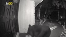 Bear Leaves Orlando Family Stunned After Swiping Freshly Delivered Food Off Their Porch