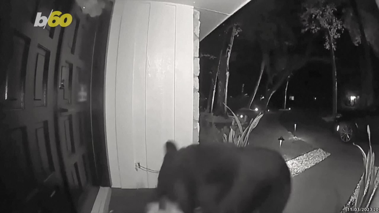 Bear Leaves Orlando Family Stunned After Swiping Freshly Delivered Food Off Their Porch