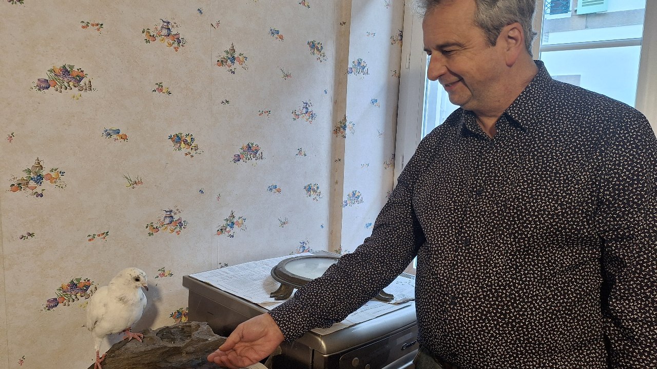 À Brest, il a pris un pigeon sous son aile
