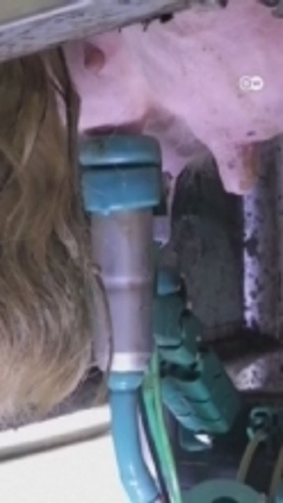 Cows Decide, Robots Deliver – Time off for farmers