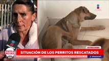 Incertidumbre por la situación de los perritos del Refugio Franciscano | DPC con Paola Rojas