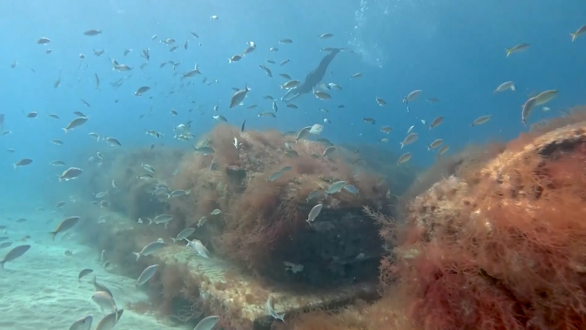 Cuando la artista argentina Ximena Caminos obtuvo el permiso para crear un arrecife artificial frente a las costas de Miami Beach, entendi� que el proyecto deb�a ir m�s all� de una simple intervenci�n ambiental. Desde el primer momento, pens� en el autom�vil como un s�mbolo poderoso de transformaci�n, cargado de significados sociales, culturales y ecol�gicos. El auto, hist�ricamente asociado al progreso, la velocidad y el consumo, se convierte en su obra en un objeto resignificado, capaz de abandonar su funci�n original para adquirir una nueva vida bajo el agua. Al sumergirse en el oc�ano, deja de ser una m�quina contaminante para transformarse en un refugio para la biodiversidad marina.

La propuesta de Caminos busca generar un contraste intencional entre el impacto negativo que los autom�viles han tenido en el medio ambiente y su potencial para convertirse en agentes de regeneraci�n. El arrecife artificial no solo promueve la vida marina, sino que tambi�n invita a reflexionar sobre la relaci�n entre la humanidad y la naturaleza. A trav�s de esta obra, la artista plantea preguntas sobre el consumo, el descarte y la posibilidad de reconvertir los residuos en oportunidades. As�, el autom�vil emerge como una met�fora del cambio: de objeto urbano a estructura ecol�gica, de s�mbolo de da�o ambiental a herramienta de restauraci�n y conciencia colectiva.