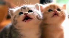 “Two small kittens are crying softly for food, sitting close tog !