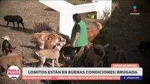 Autoridades garantizan buen estado de animales rescatados en CDMX | DPC con Poala Rojas
