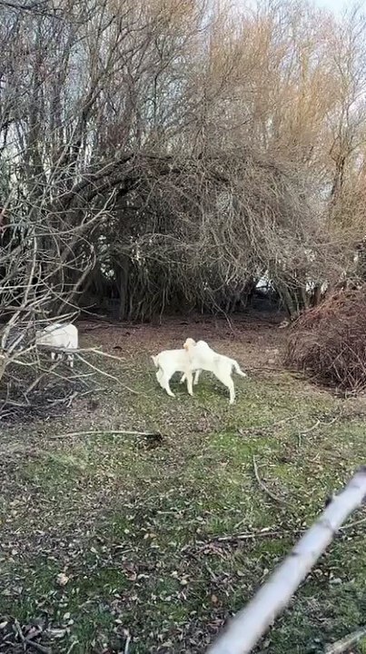 Campo bravo, belleza y vida- dos becerros bravos ensabanados luchando ya con pocos días de exist