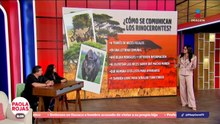 ¿Ustedes saben cómo se comunican los rinocerontes entre si? | DPC con Paola Rojas