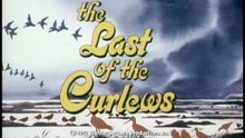 The Last of the Curlews