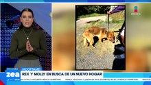 ¡Adopta, no compres! Rex es un perrito que está en busca de un hogar