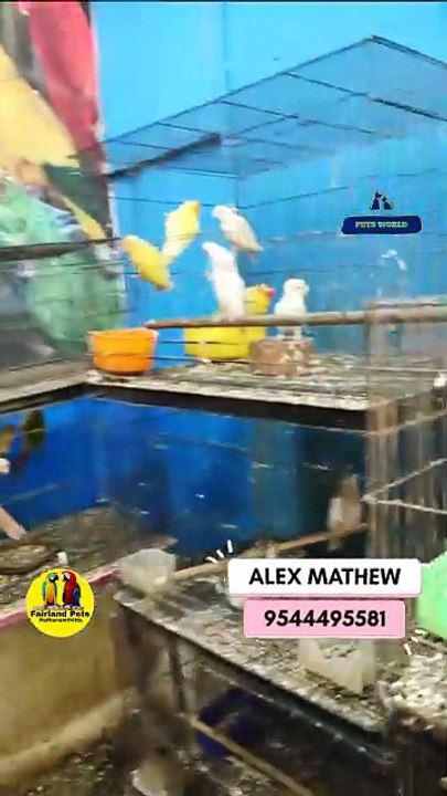 ഗ്രീൻ മോങ്ക് ബ്രീഡിങ് പെയർ | Green Monk Parrot Pair | Fairland Pets Phone  Number - 9544495581