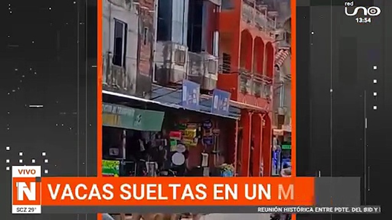 VACAS SUELTAS EN UN MERCADO
