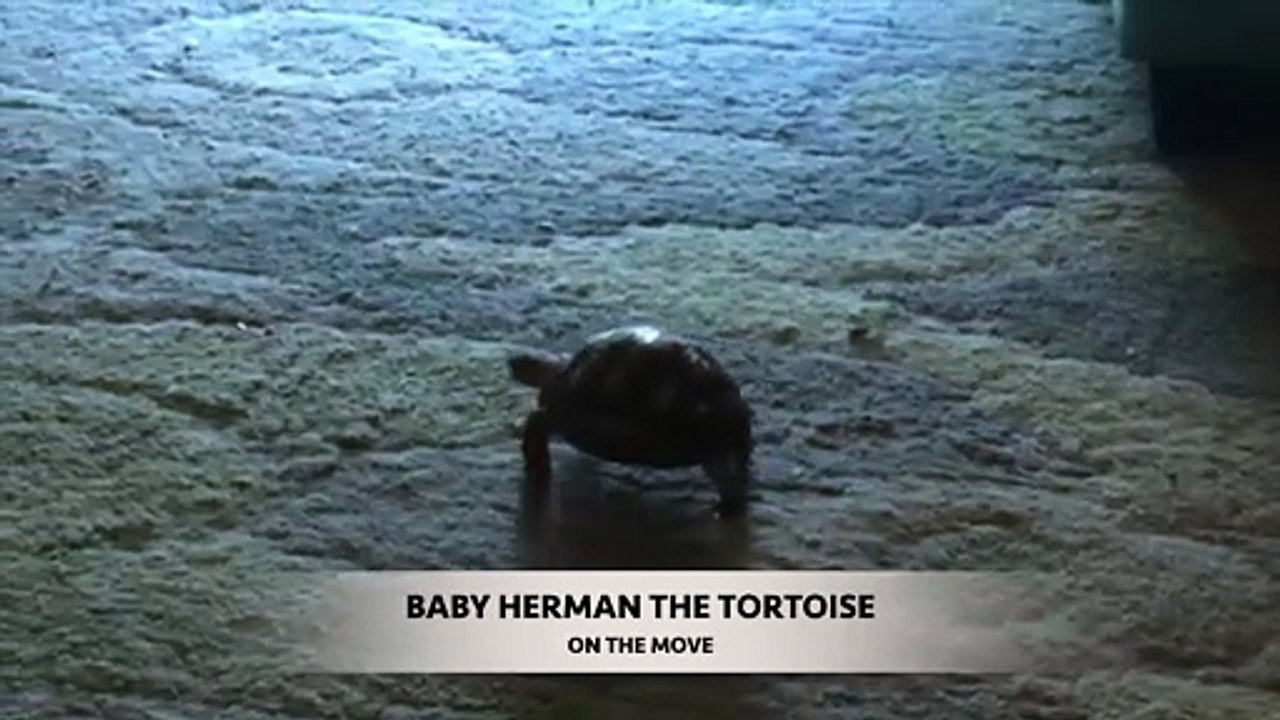 Baby Herman the Tortoise On the Move