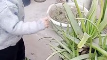 Saalar ahmad ka aloe vera plant