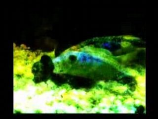 wasserfall und fisch