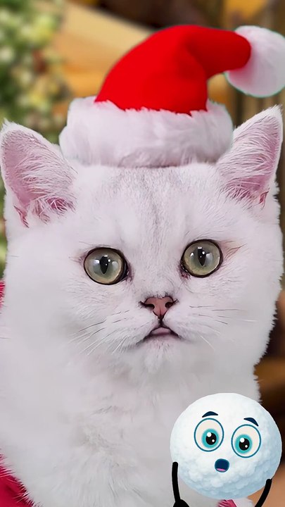 Santa cat’s secret cocoa recipe! ☕🐾 #christmascat #holidaytreats