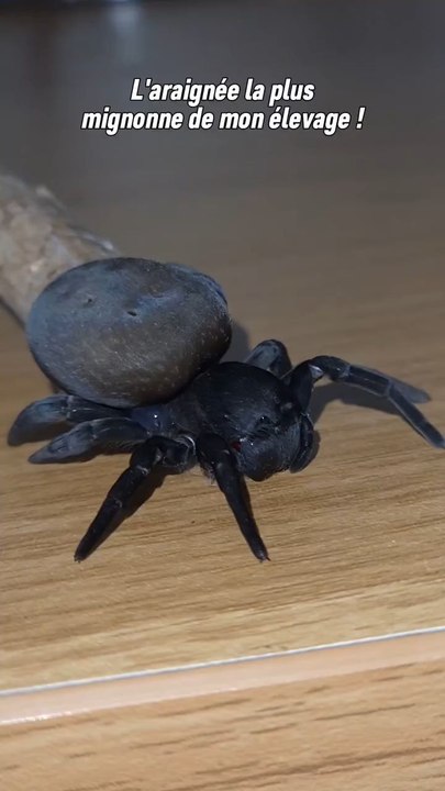 Une vieille vidéo de mon araignée Prune qui est toujours en vie et en bonne santé ! 😊