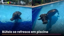 Búfalo é flagrado entrando em piscina para se refrescar em dia quente