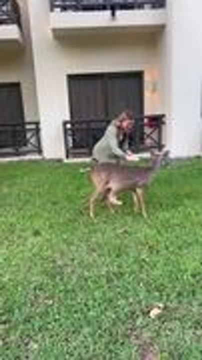 Woman Attacked by Deer