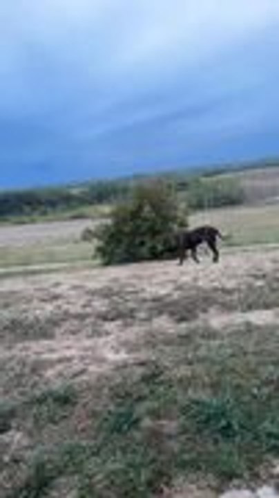 Man Crashes into Bushes