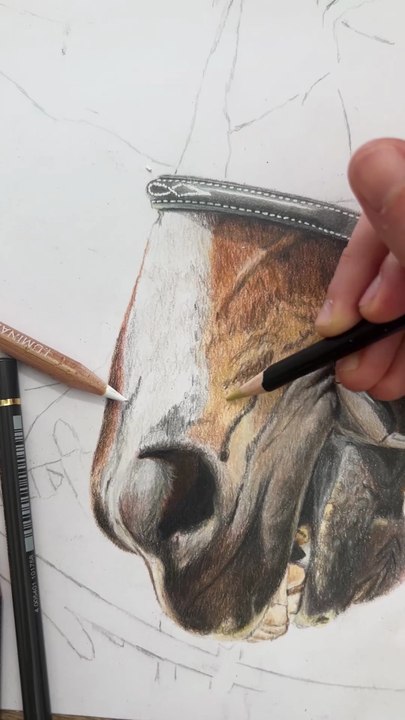 Début d'un dessin d'un cheval avec les crayons de couleur