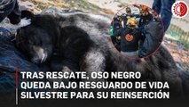 Oso negro queda bajo resguardo de personal de Parques y Vida Silvestre de Monterrey