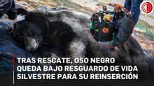 Oso negro queda bajo resguardo de personal de Parques y Vida Silvestre de Monterrey