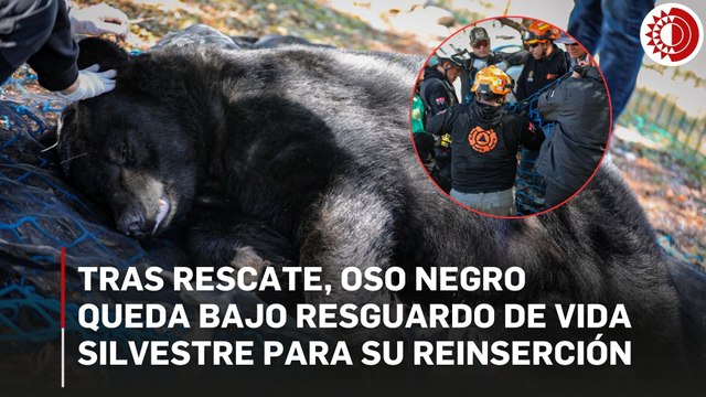 Oso negro queda bajo resguardo de personal de Parques y Vida Silvestre de Monterrey