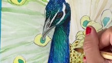 Peindre un paon à l'aquarelle