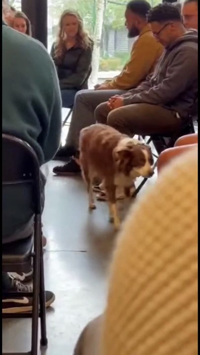 How Did This Shelter Dog Know Who Was His new owner?