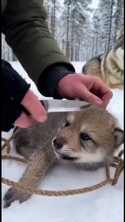 A wolf cub was tangled in the ropes of a net. A kind-hearted man saved him.