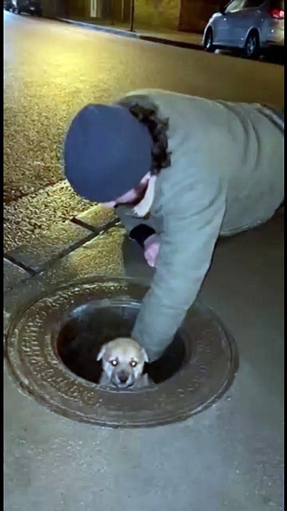 Pulled Out of the Drain Alive 🐶