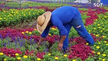 320 mil mudas de flores dão cor e beleza ao parque do Show Rural