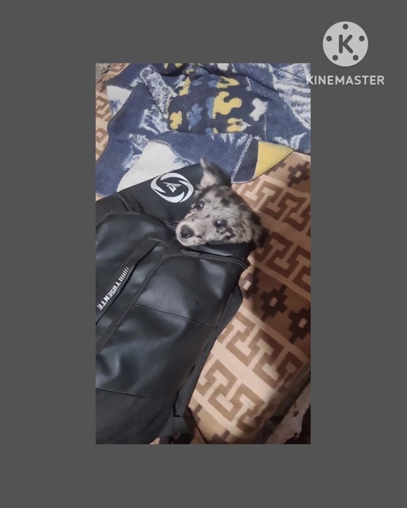 Me llevo a los perros de mi hermano / mascotas - shorts
