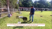 Ante avance de gusano barrenador, Jalisco refuerza cerco sanitario con binomios caninos