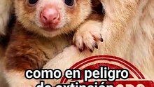 Pequeño, raro y en riesgo: Nace cría de canguro en peligro de extinción