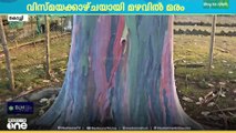 ഇത് പെയിന്റ് ചെയ്തതല്ല! കോട്ടപ്പാറ വനത്തിലെ വിസ്മയമായി മഴവിൽ മരം