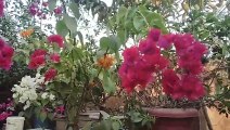 ফুলের বাগান । Garden. Gardening. Song of the Nature