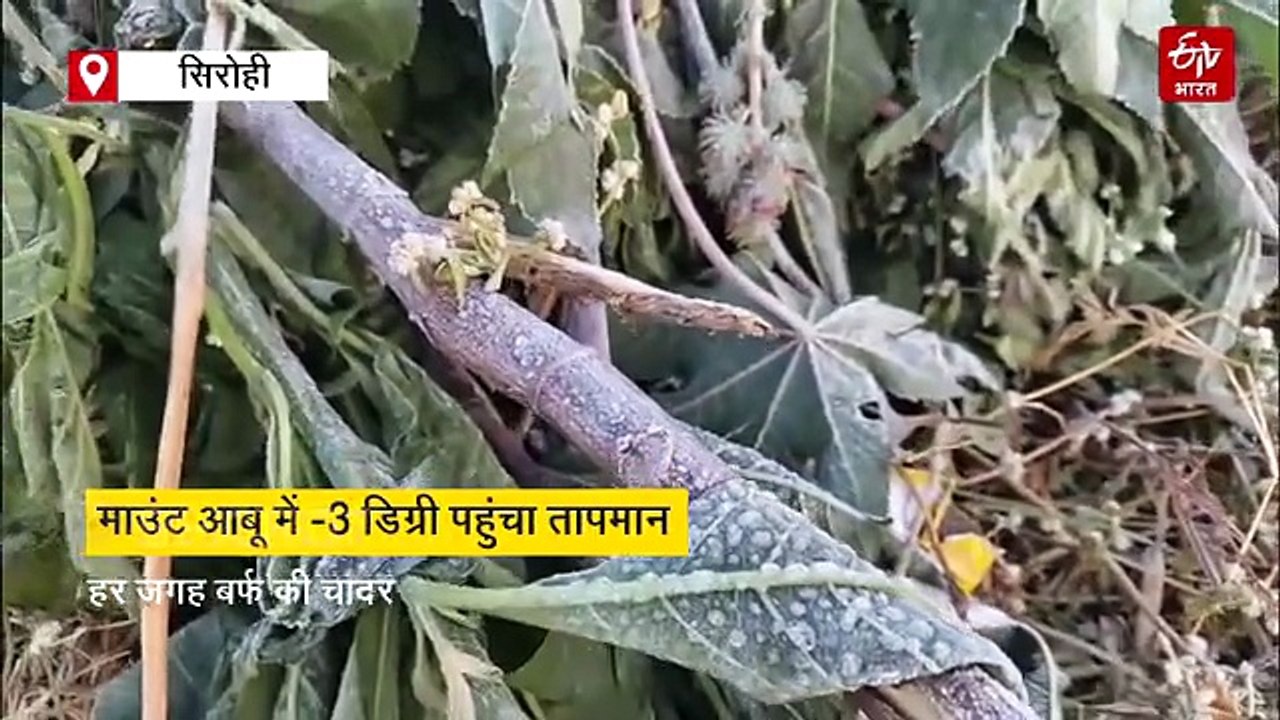 माउंट आबू में सर्दी का थर्ड डिग्री टॉर्चर, पारा...