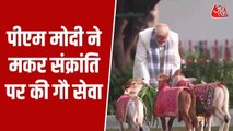 मकर संक्रांति पर PM मोदी की गौसेवा, खिलाया चारा; Video