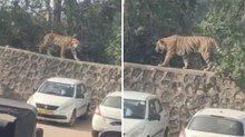 In India può accadere anche di incontrare una tigre nel parcheggio: il video