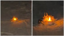 I granchi rubano la scena a un appuntamento romantico sulla spiaggia