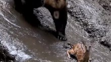 Grizzly Bear Saved The Deer from sinking