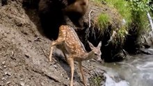 Grizzly Bear Saved The Deer from sinking