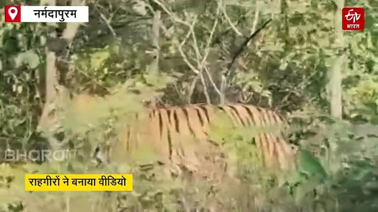 तवानगर में दिन दहाड़े टाइगर आया सड़क पर, गाय का शिकार करने की कोशिश, देखें वीडियो
